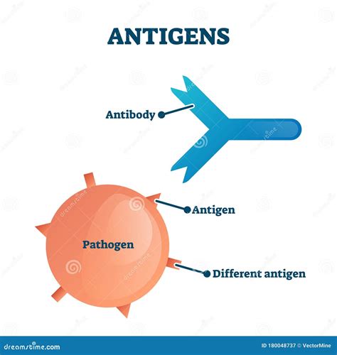 Label The Diagram Of An Antibody Structure