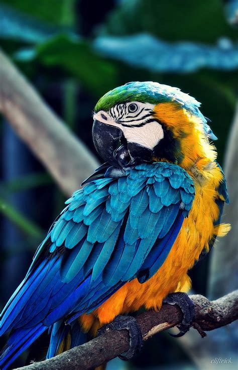 Parrot Mobile Wallpapers - Wallpaper Cave