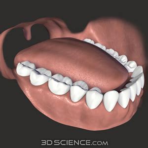 Zygote::Human Gums and Teeth 3D Model | Medically Accurate | Anatomy