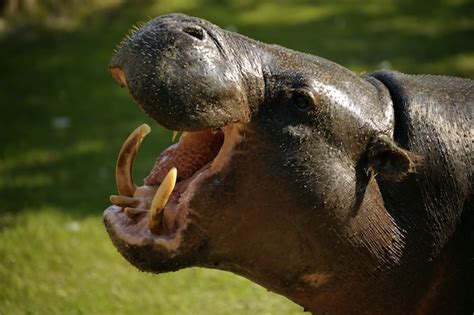 Hippopotamus Anatomy - Hippoworlds