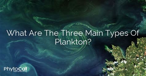 What Are The Three Main Types Of Plankton?