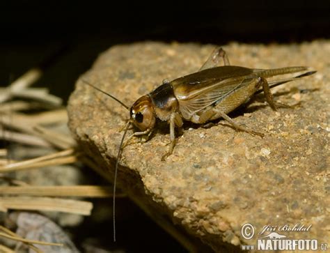 Gryllus assimilis Pictures, Common Black Field Cricket Images, Nature ...