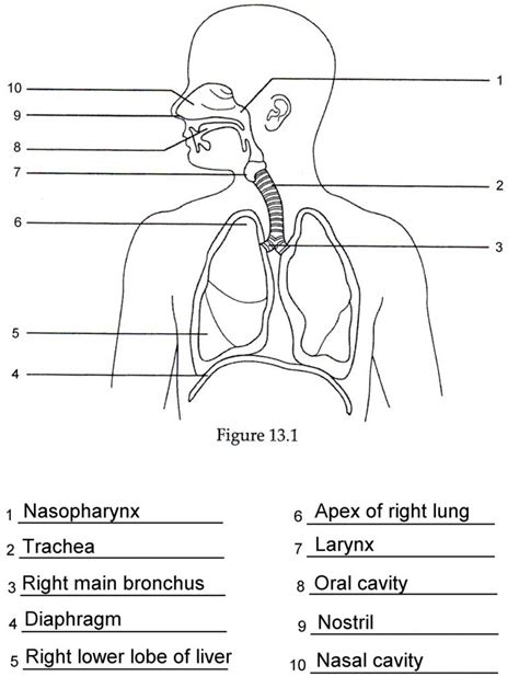 Labeled Diagram Of The Human Respiratory System Pin On Infog