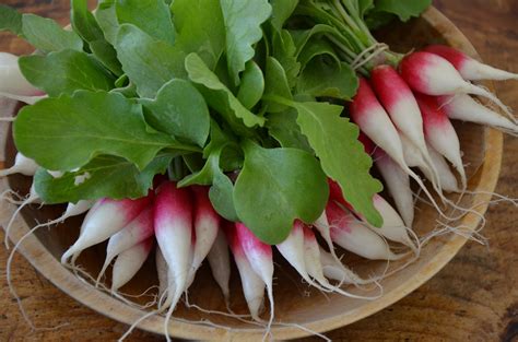 The French Breakfast radish makes a handy snack - The Washington Post