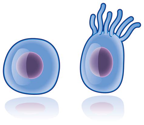 Is the Primary Cilium a Cell's Antenna or Its Brain