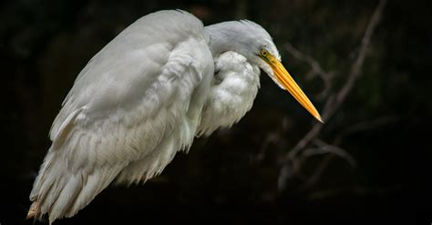 Close-up of a White Heron · Free Stock Photo