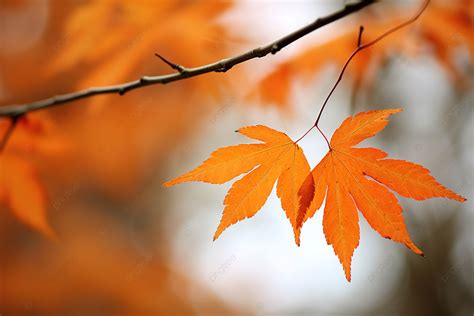 Autumn Leaves On A Tree Background, Autumn, Season, Tree Background ...