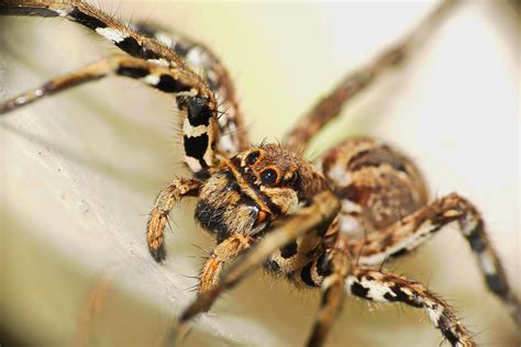 "Lycosa Tarantula" | JuzaPhoto