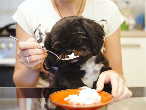 Vet-Approved Guide: How to Treat Dog Diarrhoea · The Wildest