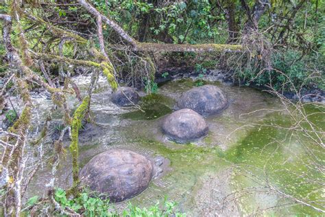 Giant Tortoise in the Galapagos - Flying and Travel