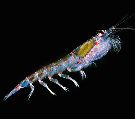 How plankton help control clouds over the world's most remote oceans