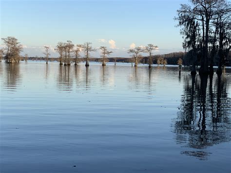 Beauty of Caddo Lake – Mossy Brake Camp Caddo Lake Swamp Tours