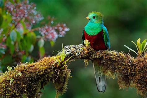 Where Are Quetzal Birds Found? 17 Interesting Facts - Tico Travel