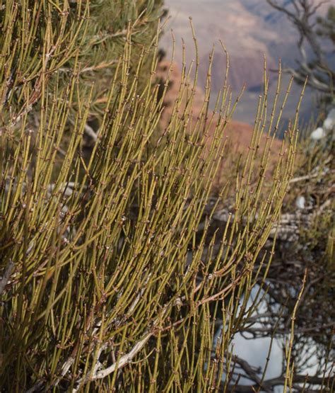 Ephedra viridis (Green ephedra) description - The Gymnosperm Database