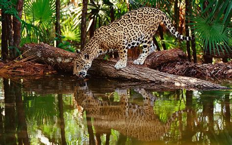 HD wallpaper: adult cheetah, jaguar big cat, predator, water, drink ...