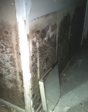 Basement Mold Remediation ..........Removal, Prevention Tips