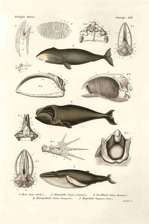 126 best Bowhead Whale pics images on Pinterest | Baleen whales, Collar stays and Whale