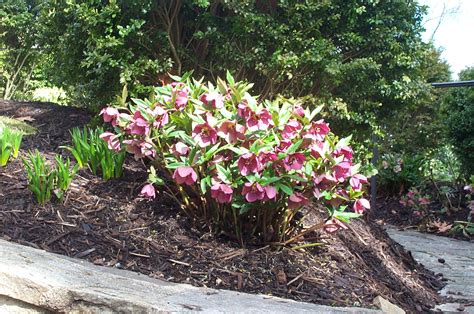 Hellebores-Deer Resistant, Low Maintenance, Shade Loving Perennial