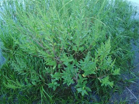 Buy Marsh Elder for Sale Online | Direct Native Plants