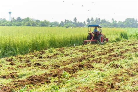 What is Green Manure? Everything You Need to Know | GroCycle