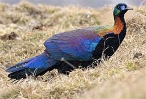 Chinese Monal Pheasant (Lophophorus lhuysii) Central China | Aves ...