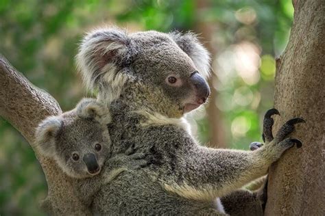 35 Fascinating And Interesting Koala Facts For Kids