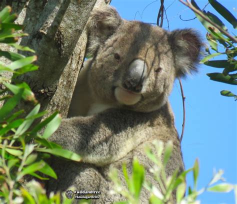 Koala Gardens: Restoring Koala Habitat *a Success Story 🎥