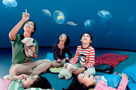 S.E.A. Aquarium Singapore – Dive into Oceanic Wonders