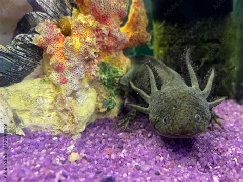 Axolotl Mexican underwater walking fish salamander in aquarium Stock ...