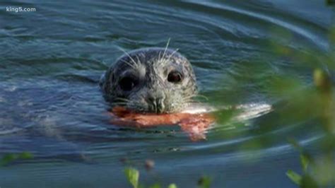 Several wildlife groups propose 'lethal' removal of sea lions preying on endangered salmon ...