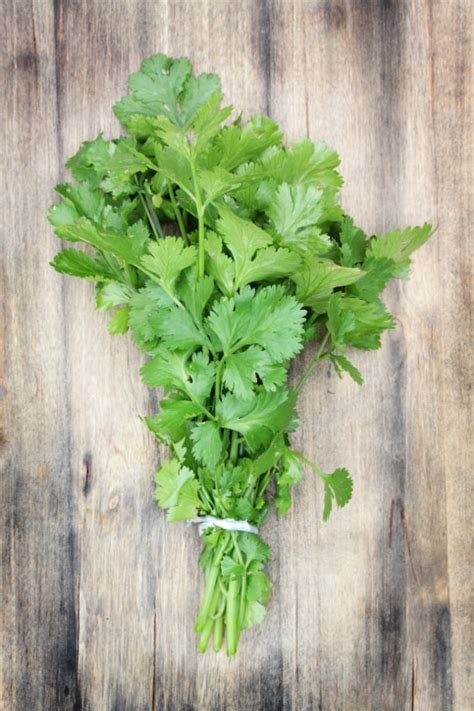 Coriander Leaves