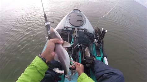 Gummy shark fishing in a kayak - YouTube