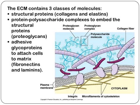 Extracellular matrix