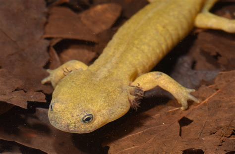 Axolotl Wooper