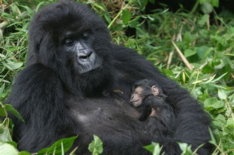 Mountain Gorilla Facts: Habitat, Population & More - Facts.net