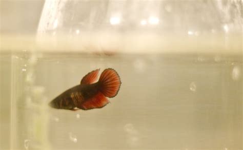 Betta fish breeding steps :: Vang Bettas