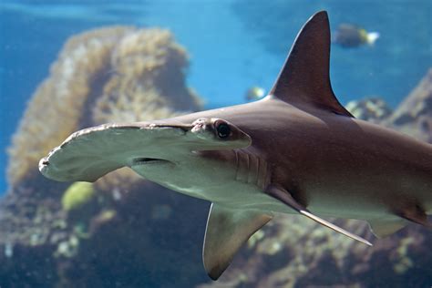 Enormous Hammerhead Shark Destroys A Fish While Boaters Lose Their ...