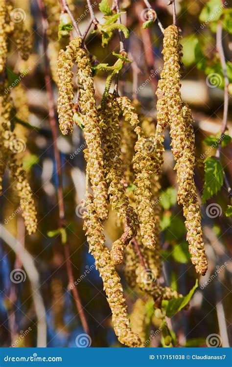 Birch Catkins On The Branches Stock Photo | CartoonDealer.com #220950810