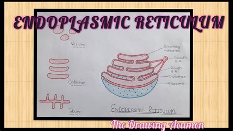 Top more than 76 endoplasmic reticulum sketch diagram - seven.edu.vn