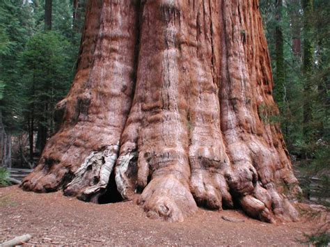 General Sherman, the biggest tree in the world