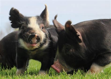 Specialized Diet for Berkshire Swine Nets More Profit | Pork Business