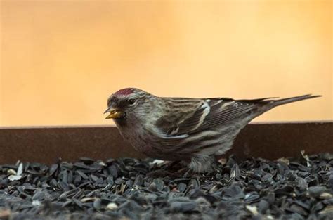 Bird Species Profile: Common Redpoll | Birds & Blooms