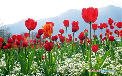 Hoa Tulip trắng có ý nghĩa gì? Ý nghĩa hoa Tulip theo màu sắc