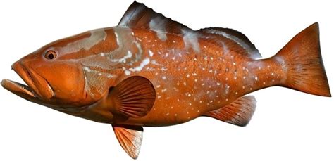 Red grouper - Alchetron, The Free Social Encyclopedia