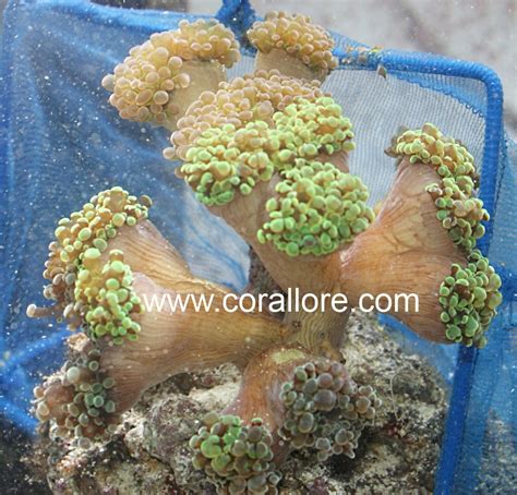 Frogspawn Coral | Corallore.com