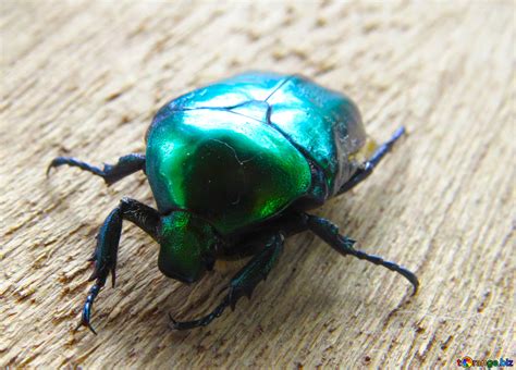 Shiny beetle free image - № 30794