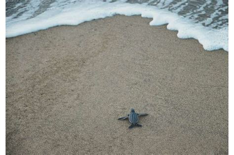 Research shows shifting nesting timing not enough to prevent fewer sea turtle hatchlings