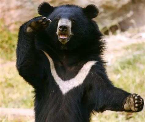 Asiatic Black Bear Facts for Kids - KonnectHQ