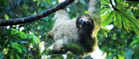 Learn About the Best Rainforests of Costa Rica for Tourists