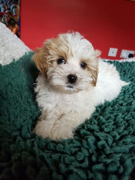 Cavapoo Puppies For Sale | Carlsbad, CA #145019 | Petzlover